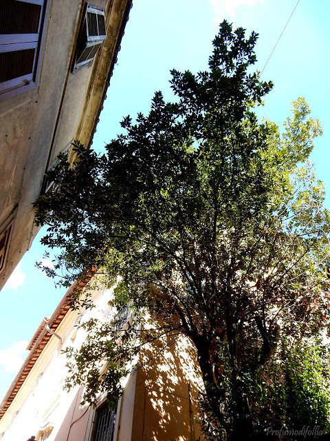 Alberi accanto agli edifici, Tivoli, Roma
