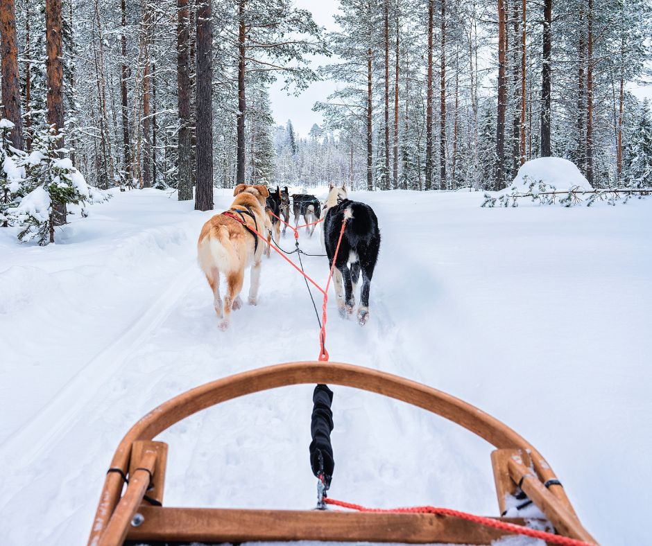 Cosa fare a Inari in inverno: il safari in slitta trainata dai cani