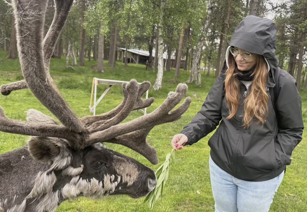 Cosa fare a Inari in estate: la visita ad una fattoria locale di renne