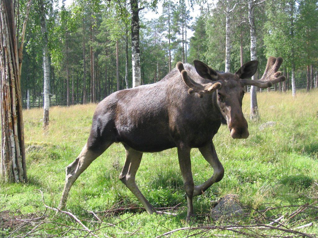Alce a spasso per il Ranua Wildlife Park Alce nel Ranua Wildlife Park vicino a Rovaniemi