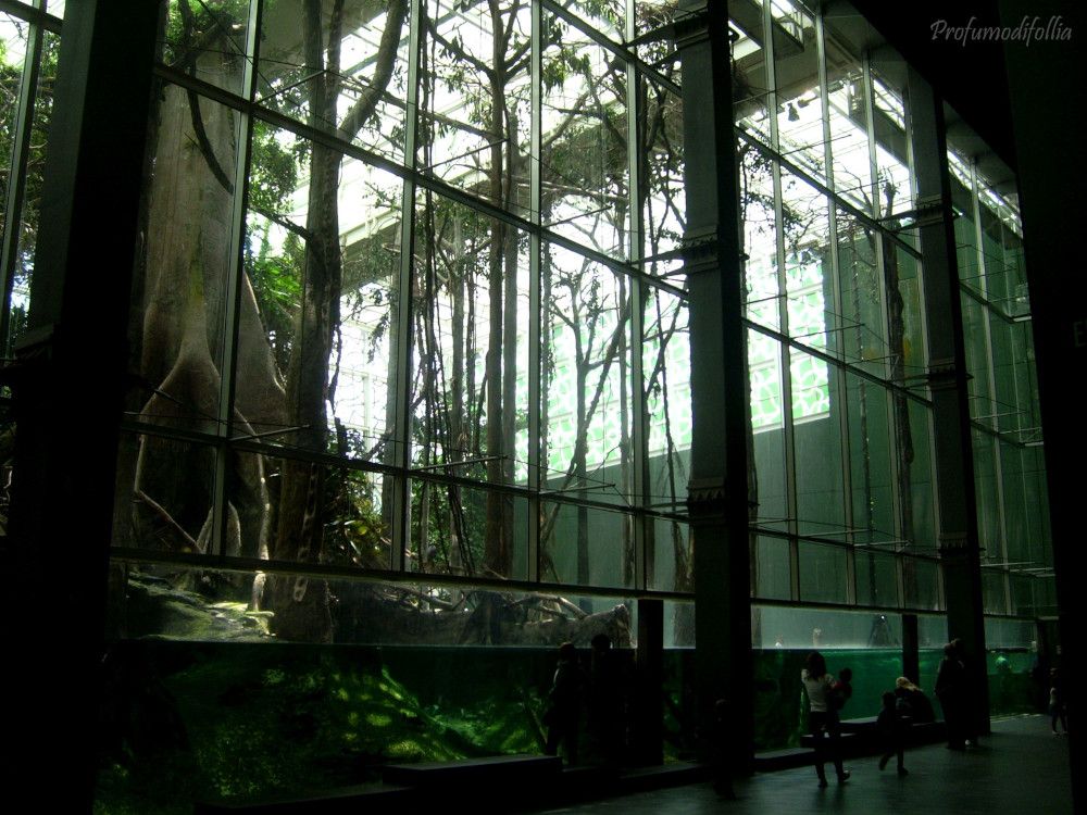 La foresta amazzonica allagata del CosmoCaixa Diario Barcellona. La foresta amazzonica allagata del Cosmocaixa