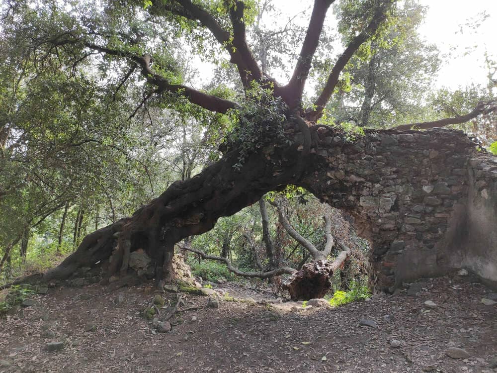 Galeria Antica La vegetazione di Galeria Antica, vicino Roma