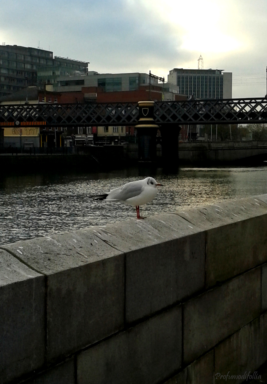 Uccellino sul ponte del Liffey