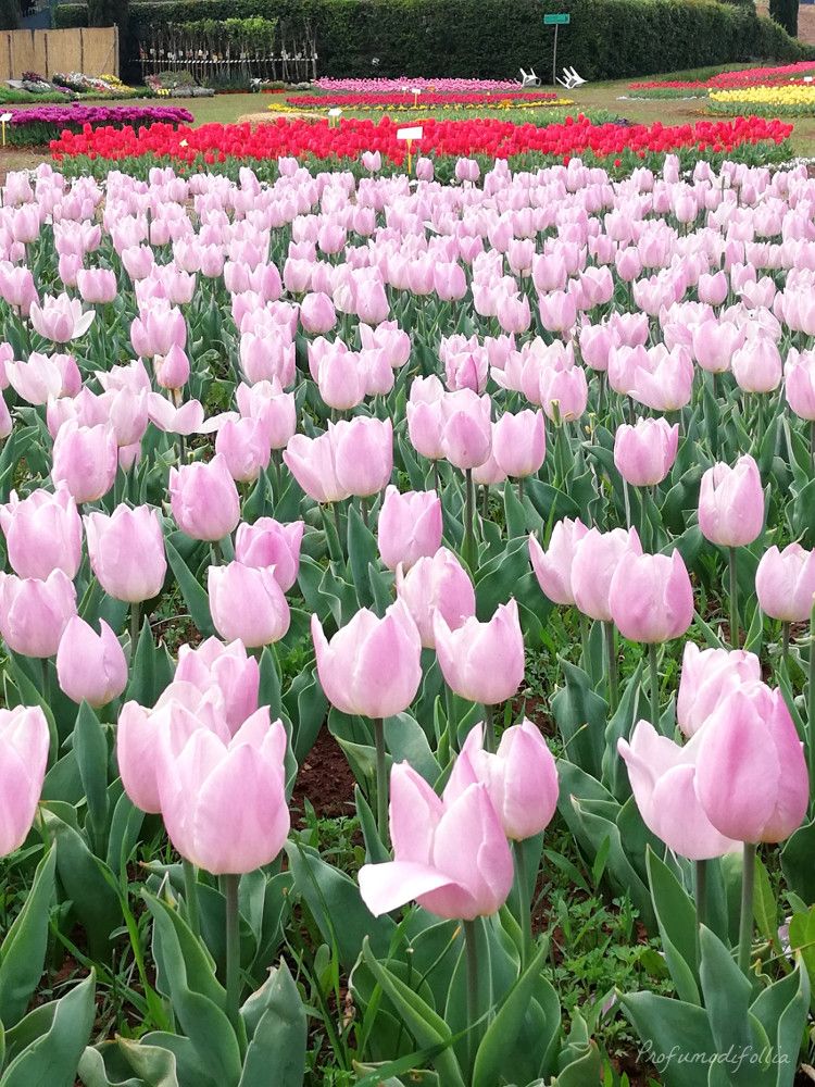 Mostra di tulipani a Roma: tulipani colorati in tutto il prato