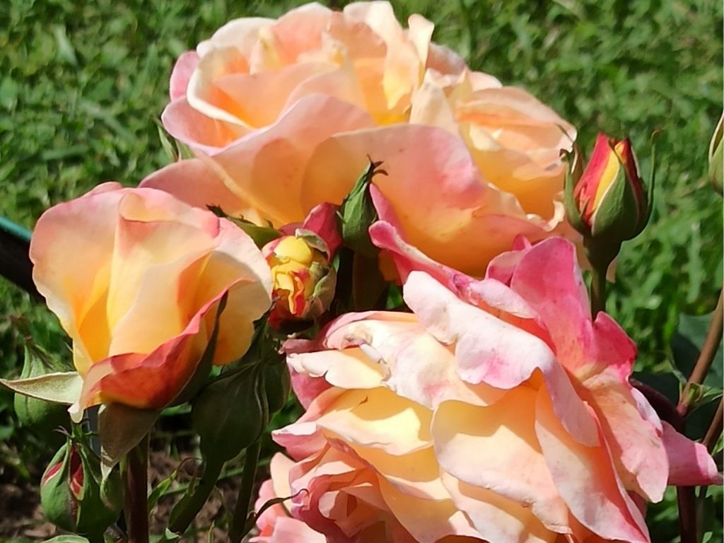 Non solo tulipani: alla scoperta del roseto di Roma capitale