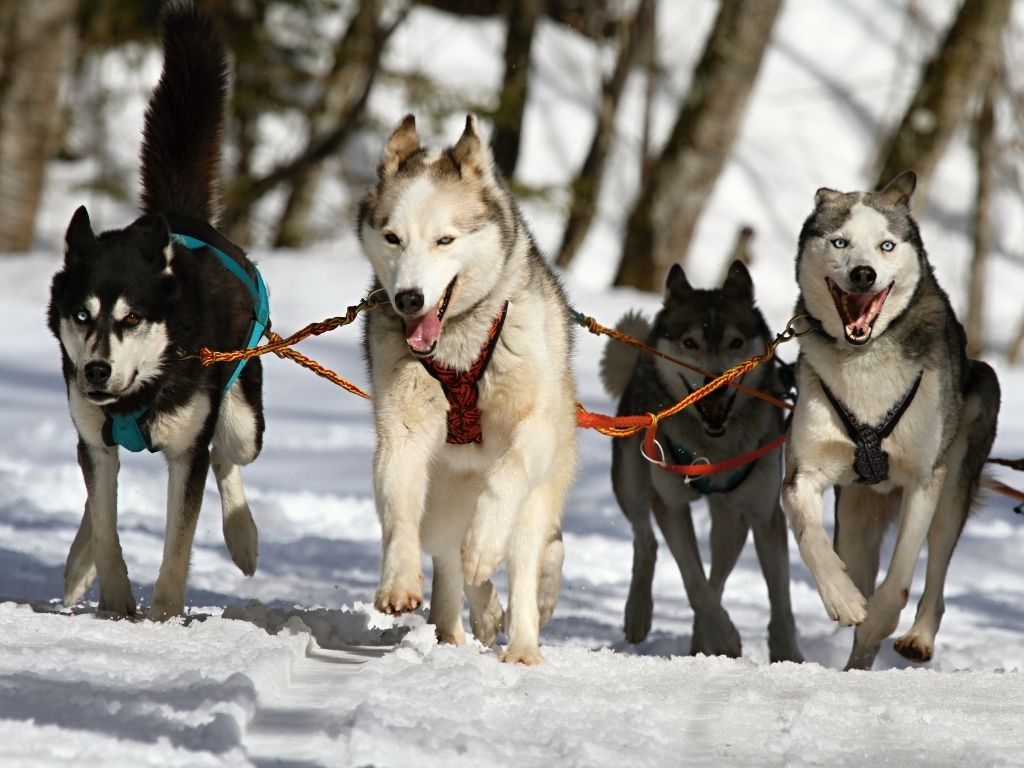 Viaggio a Rovaniemi fai da te: quanto costa (davvero) andarci in autonomia